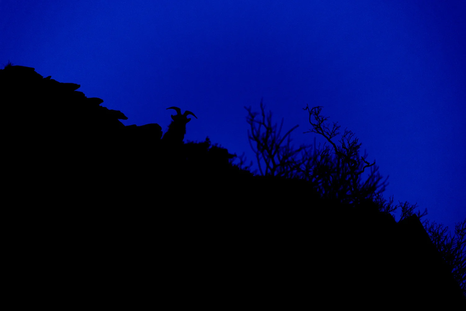 Welsh Mountain Goat