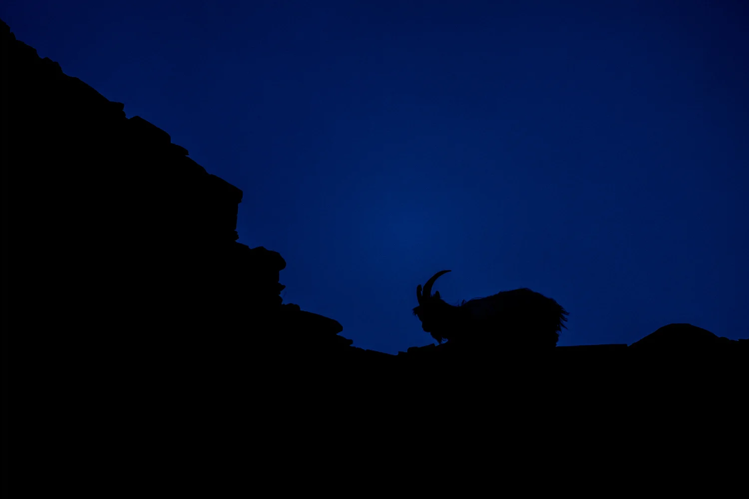 Welsh Mountain Goat