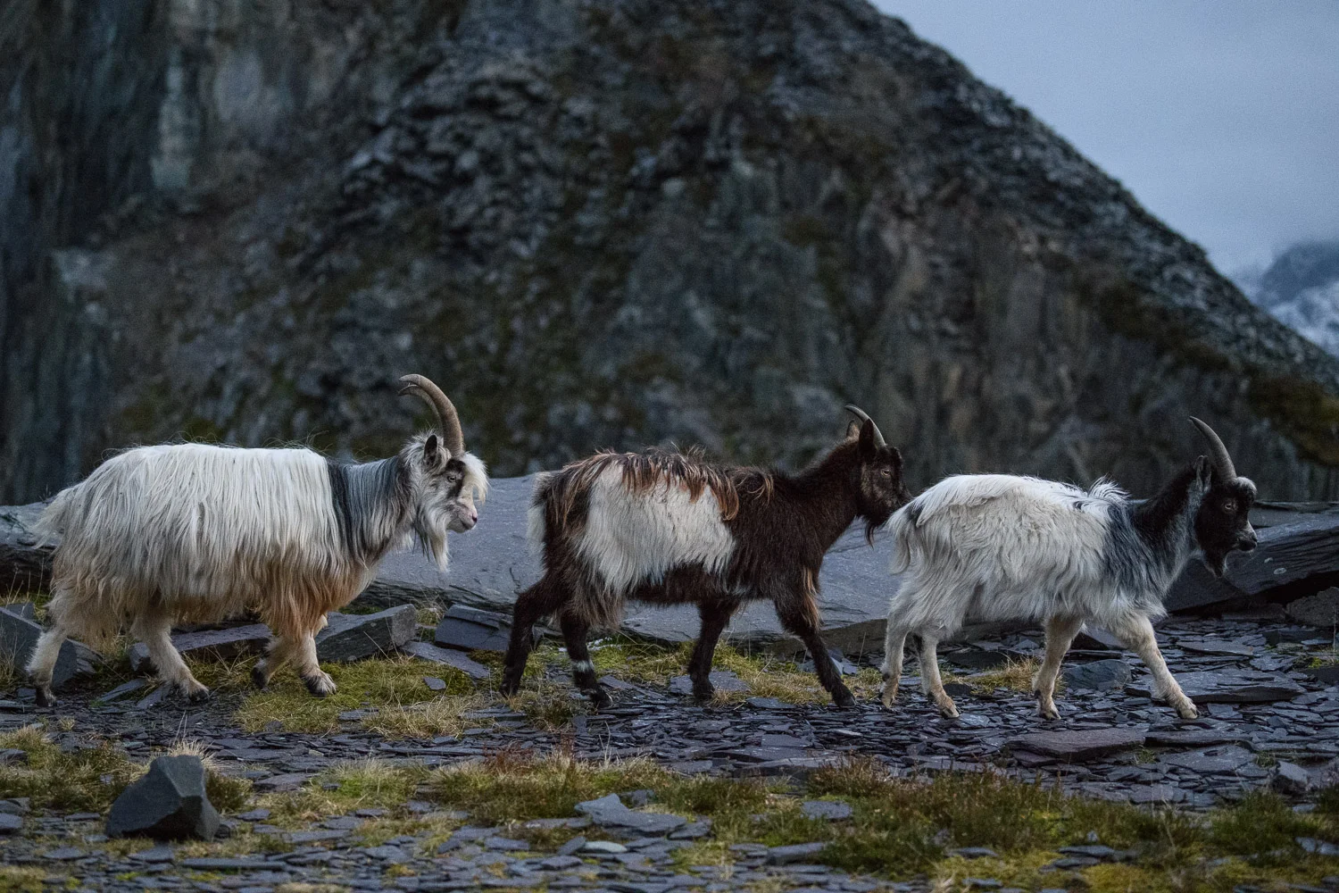 Welsh Mountain Goats