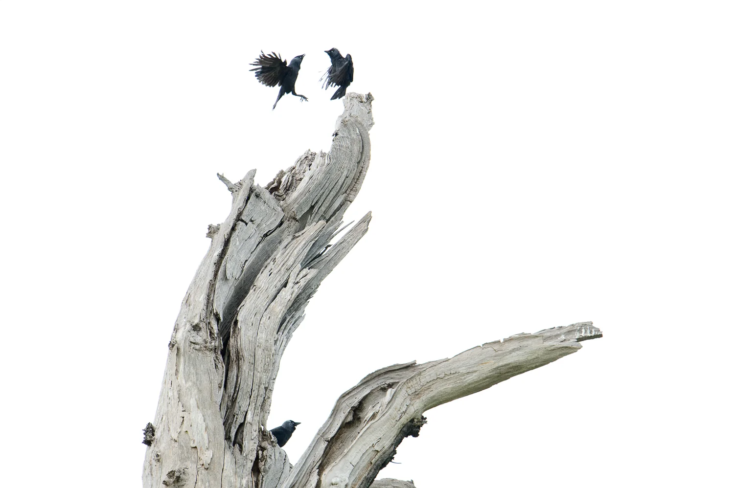 Jackdaws