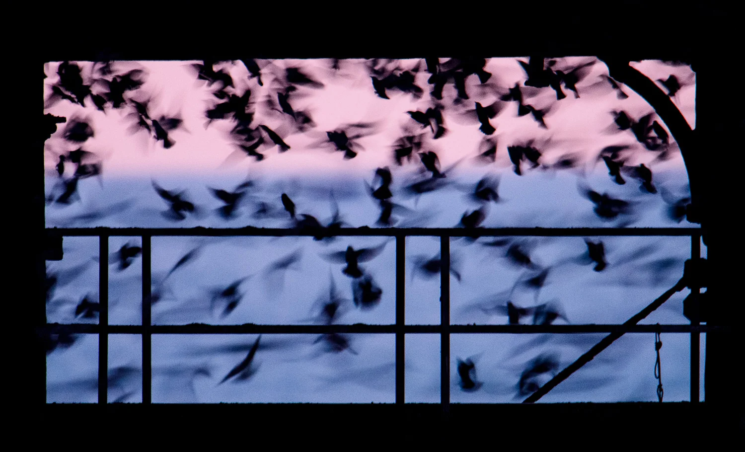 Starling Roost