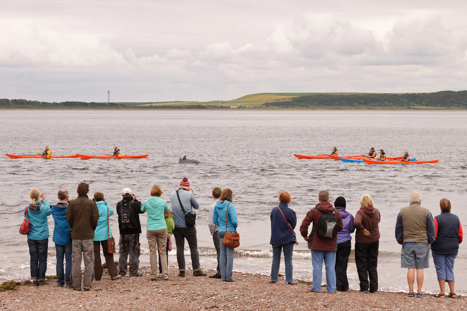 Bottlenose Dolphins
