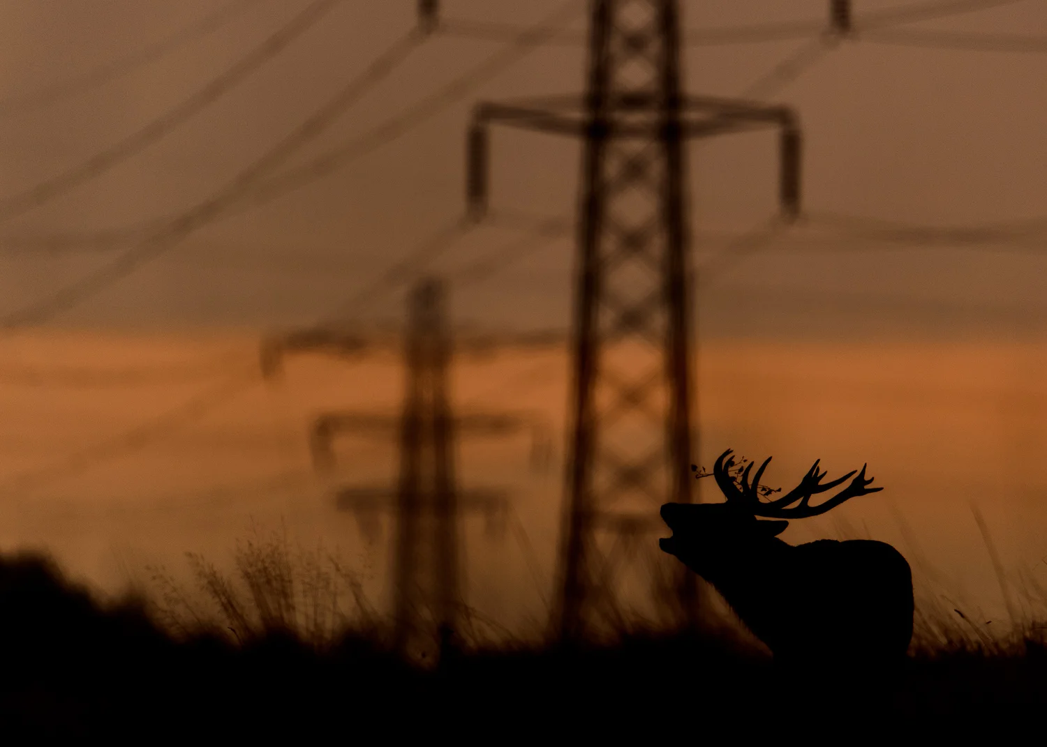Red Deer Stag