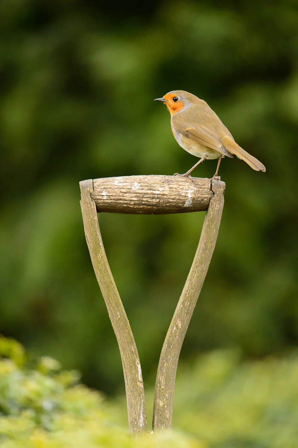Garden Robin