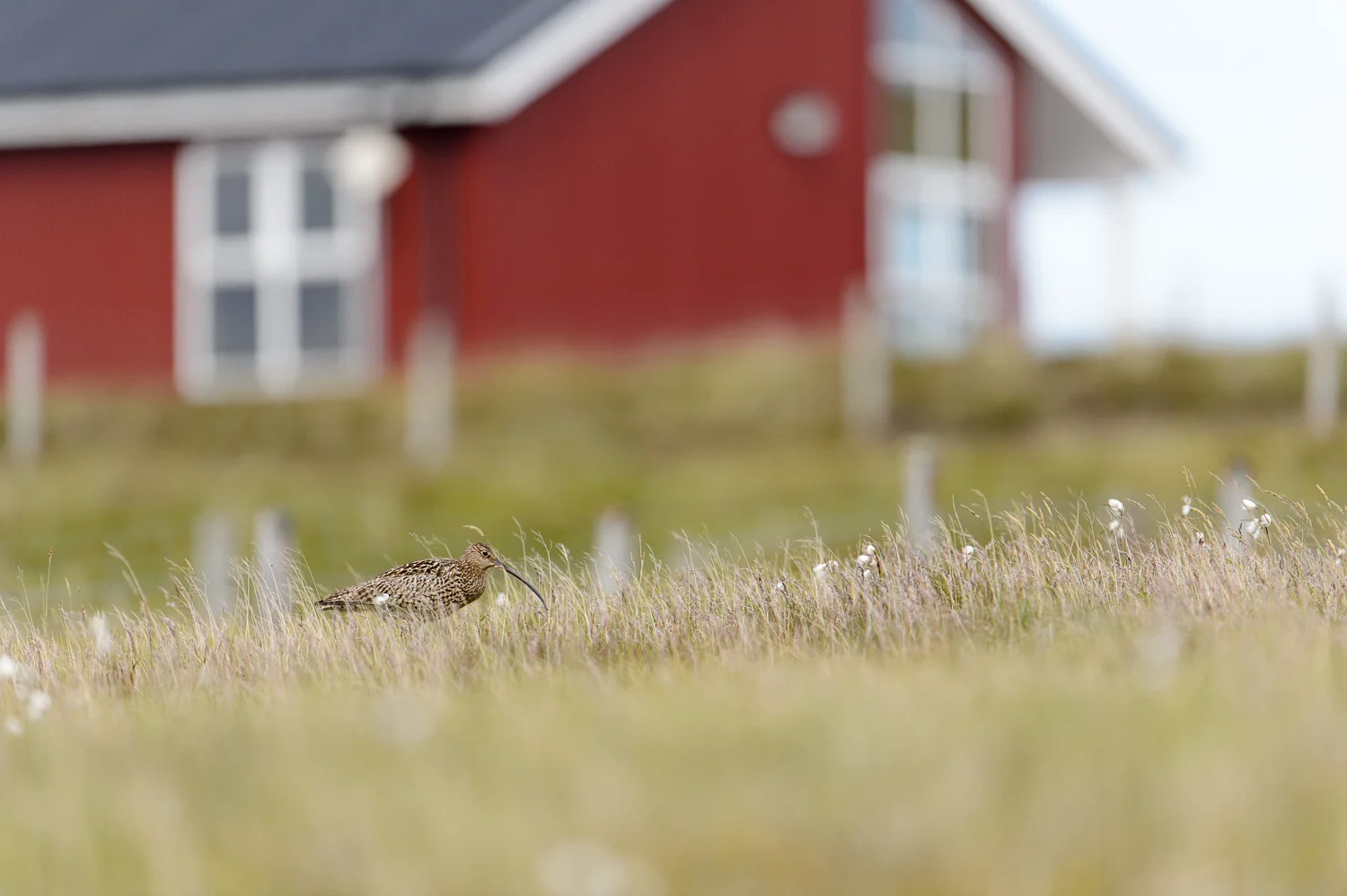 Curlew