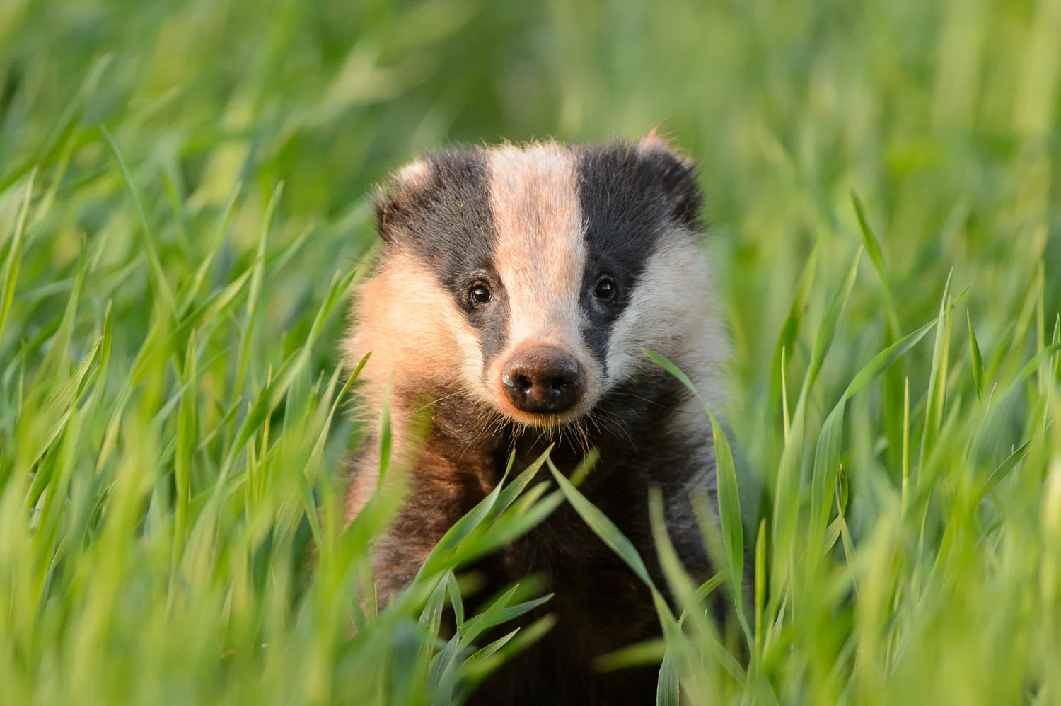 Badger in Crops