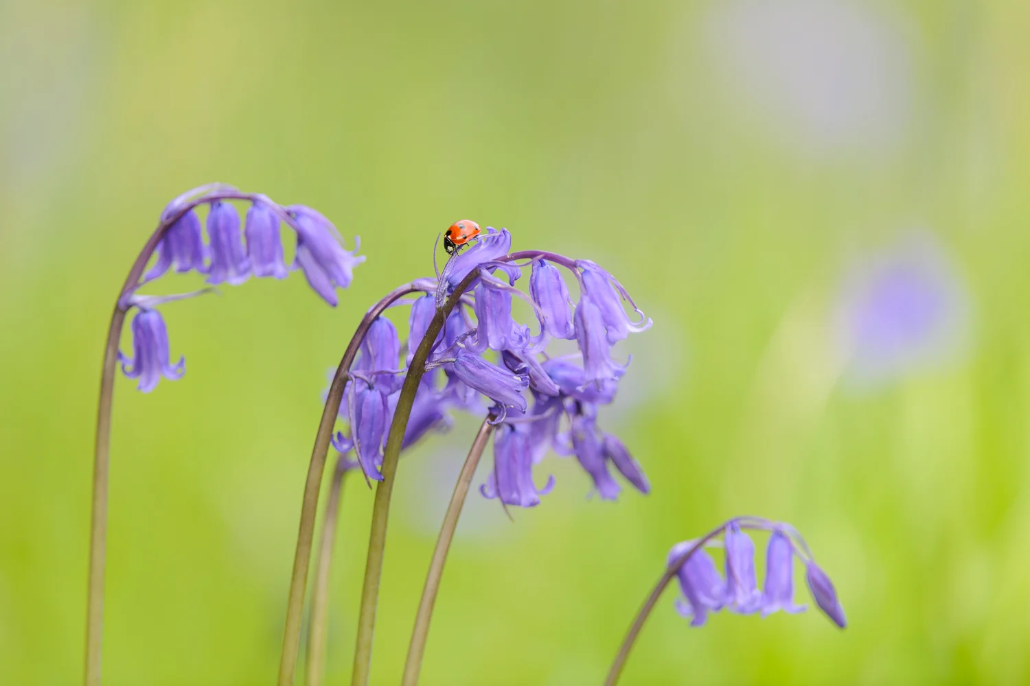 Ladybird on Bluebell