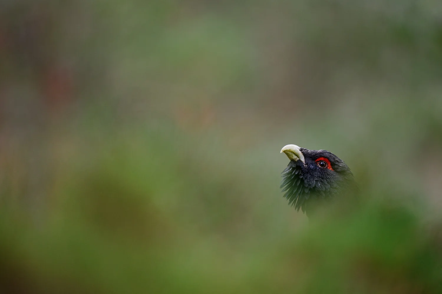 Capercaillie
