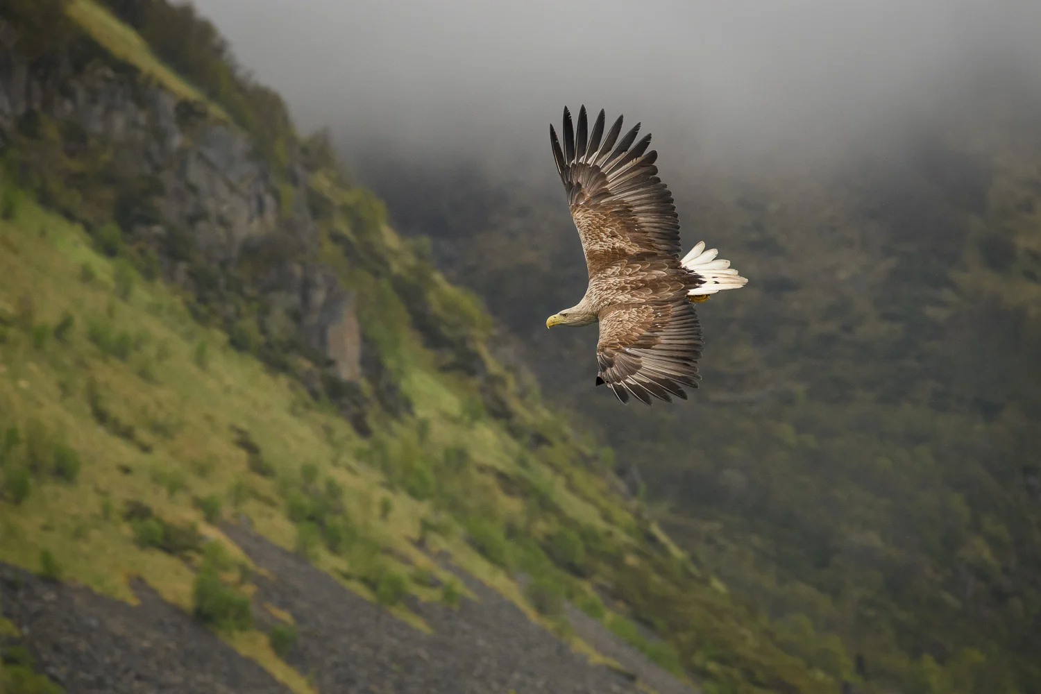 White-Tailed Eagle