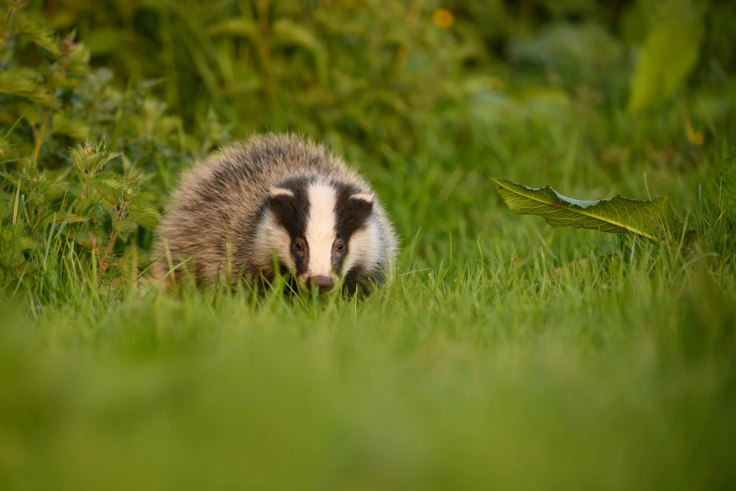 Young Badger Cub.jpg