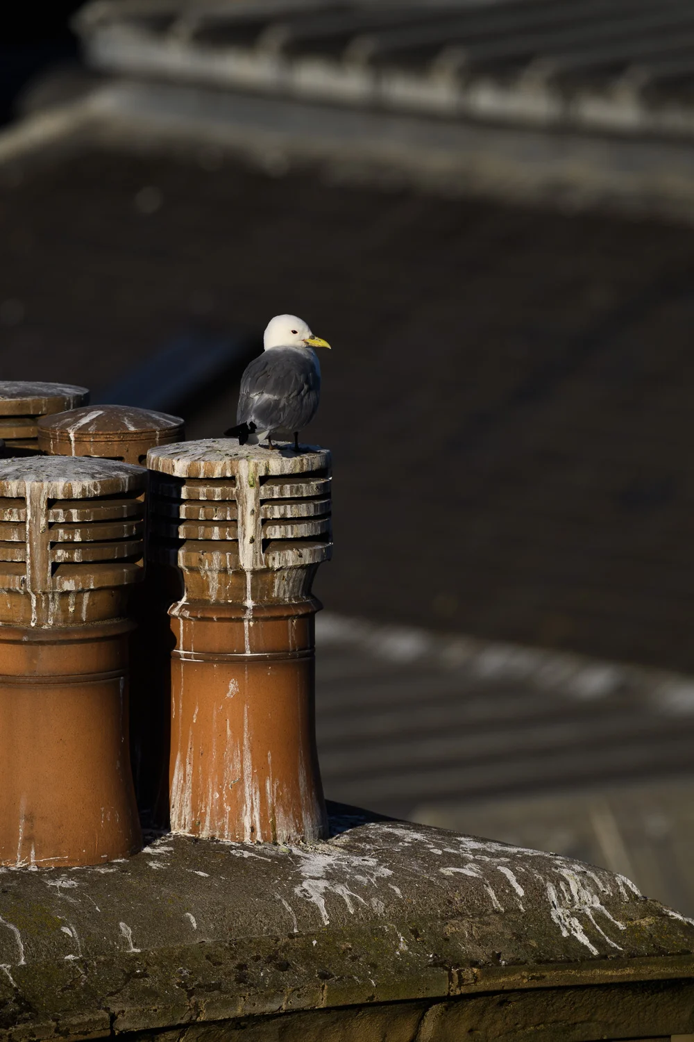 Chimney Pot Kittiwake