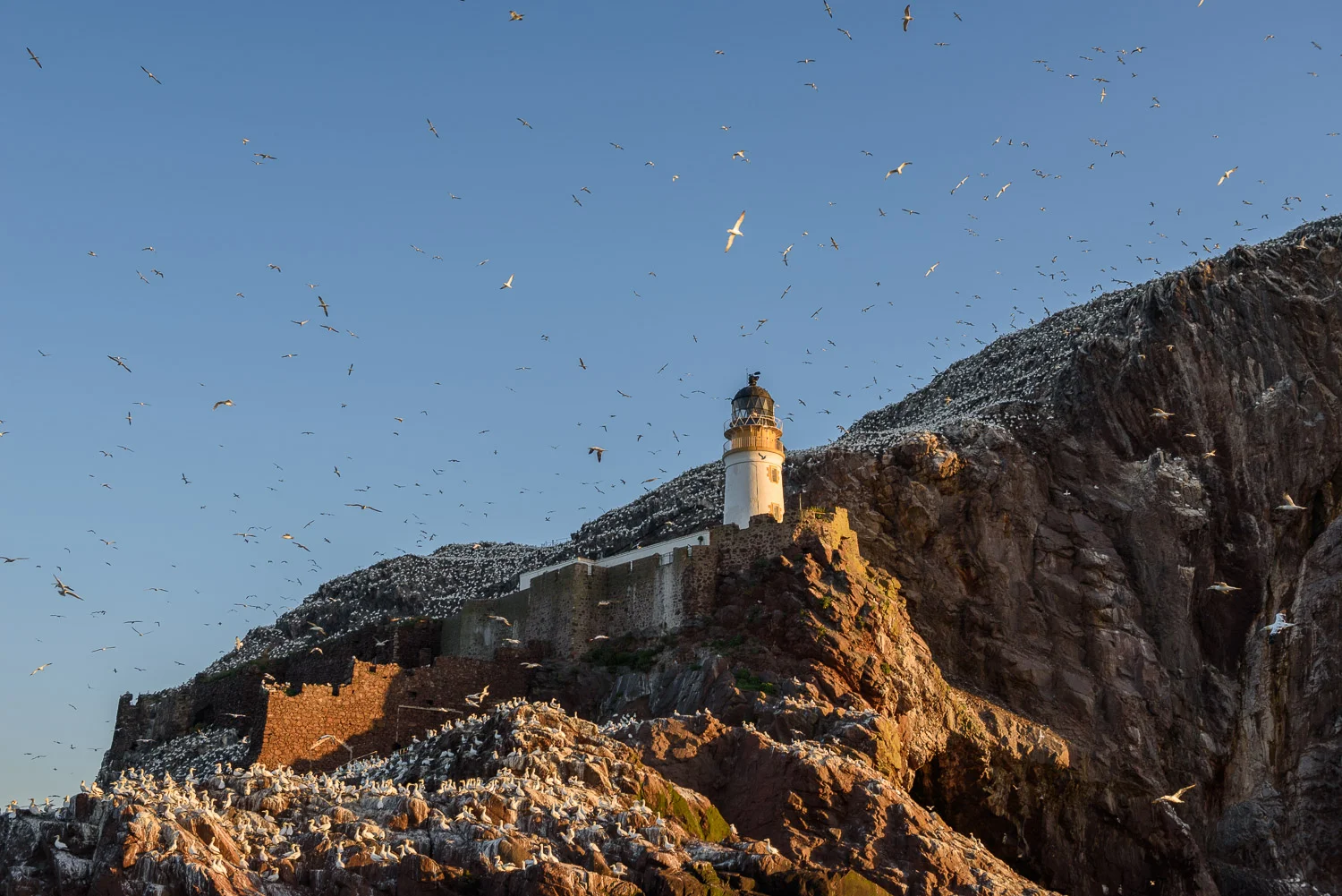 Bass Rock Lighthouse