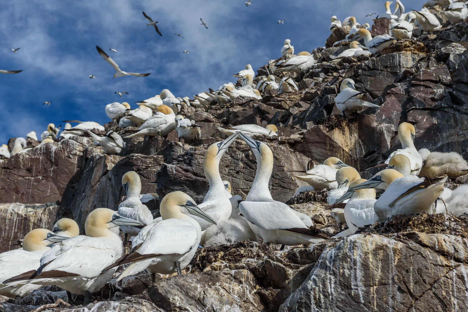 Northern Gannets
