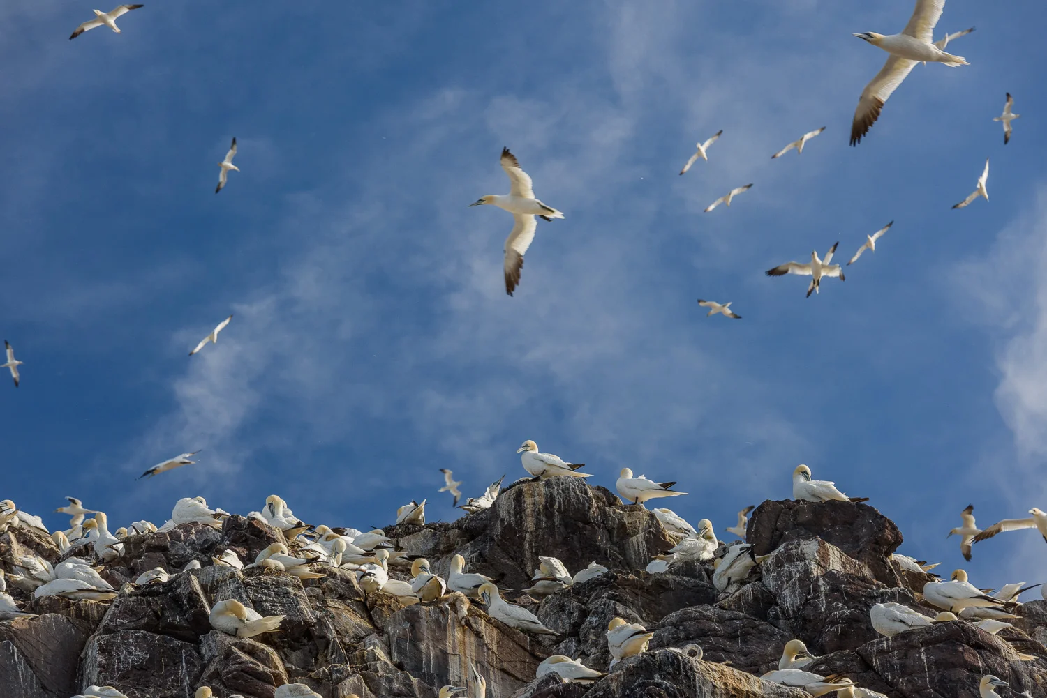 Northern Gannets