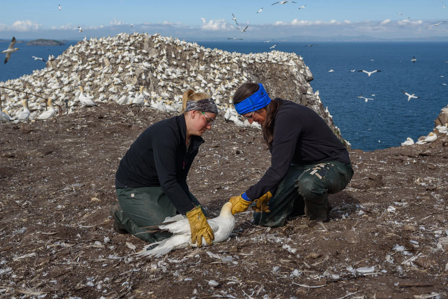 Gannet Research