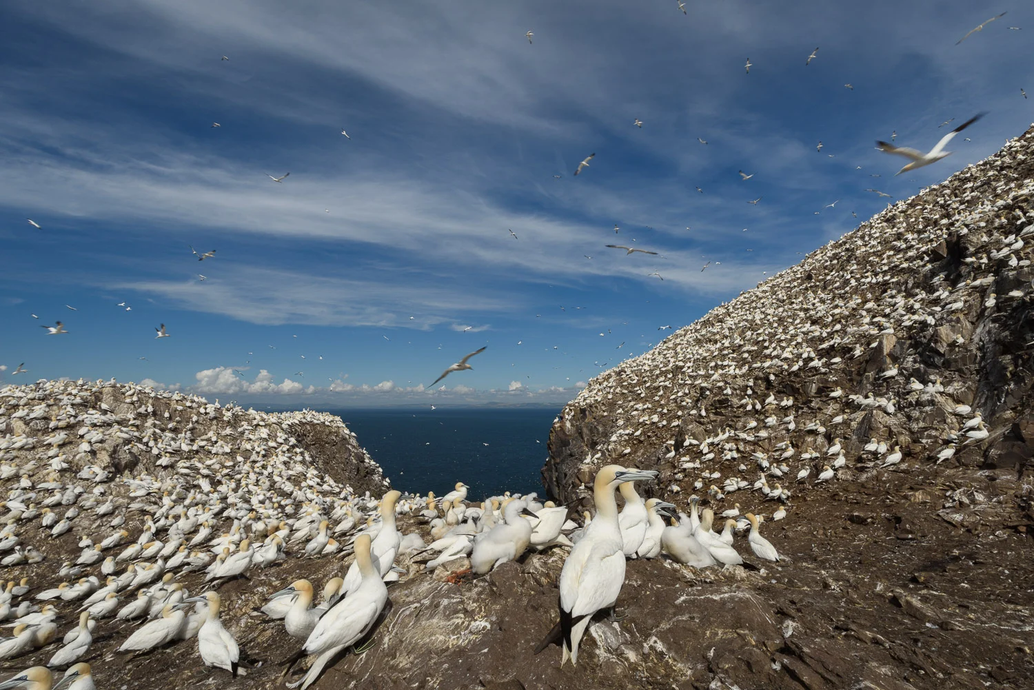 Northern Gannets