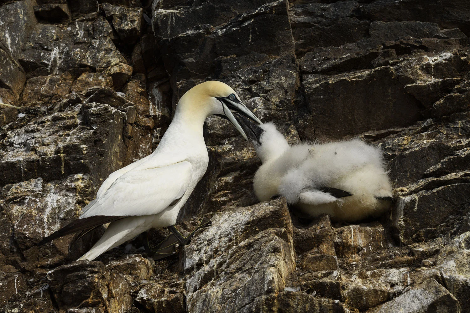 Northern Gannets