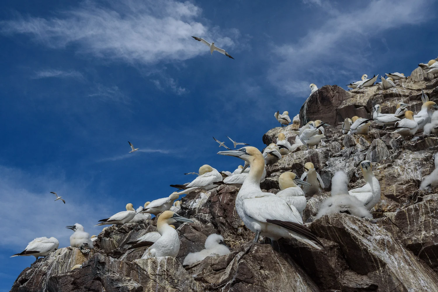 Northern Gannets