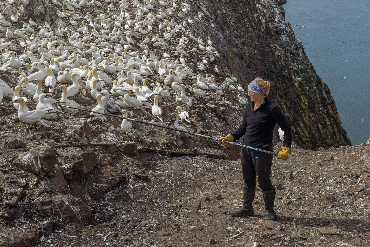 Catching Gannets