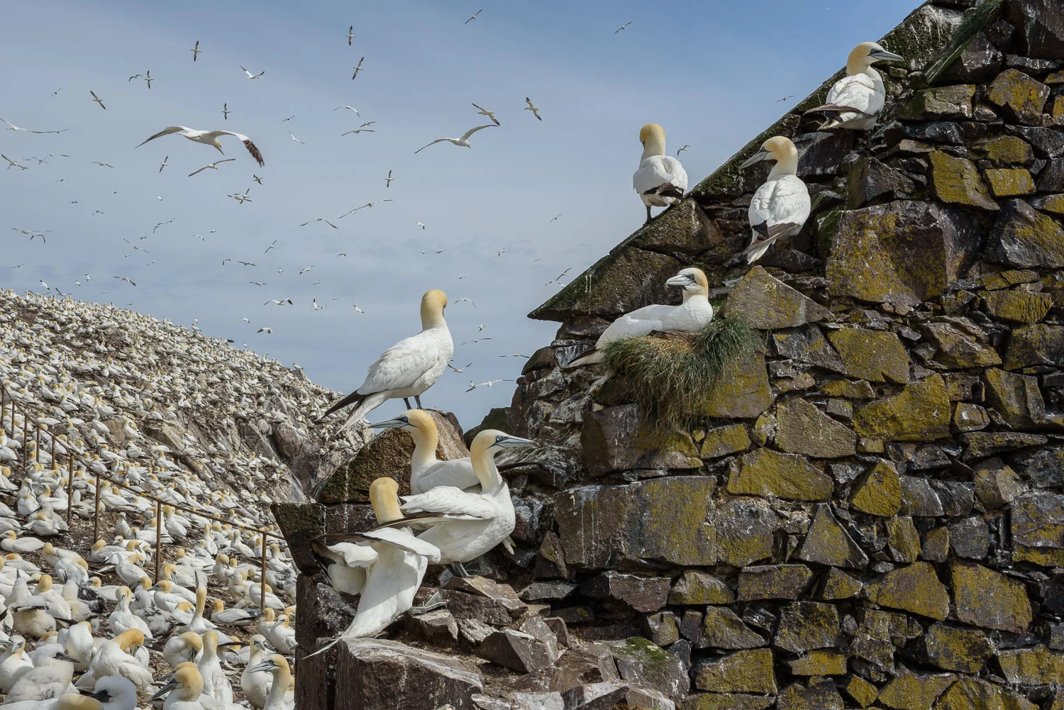 Northern Gannets
