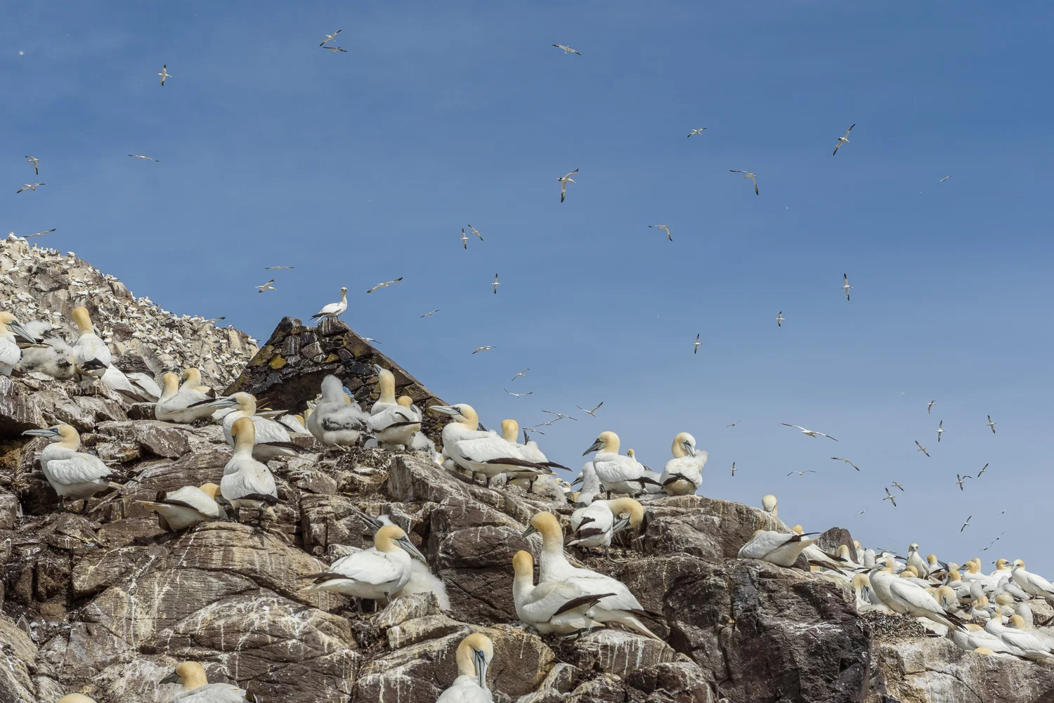 Northern Gannets