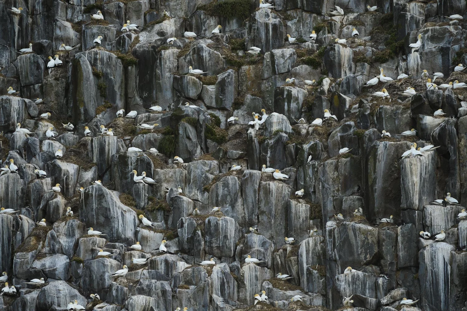 Northern Gannets