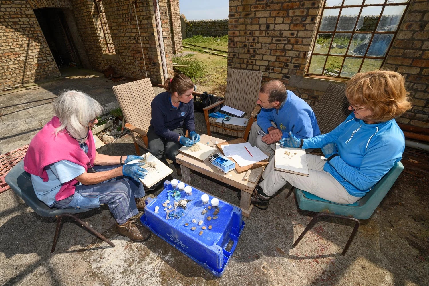 Dissecting Gull Pellets