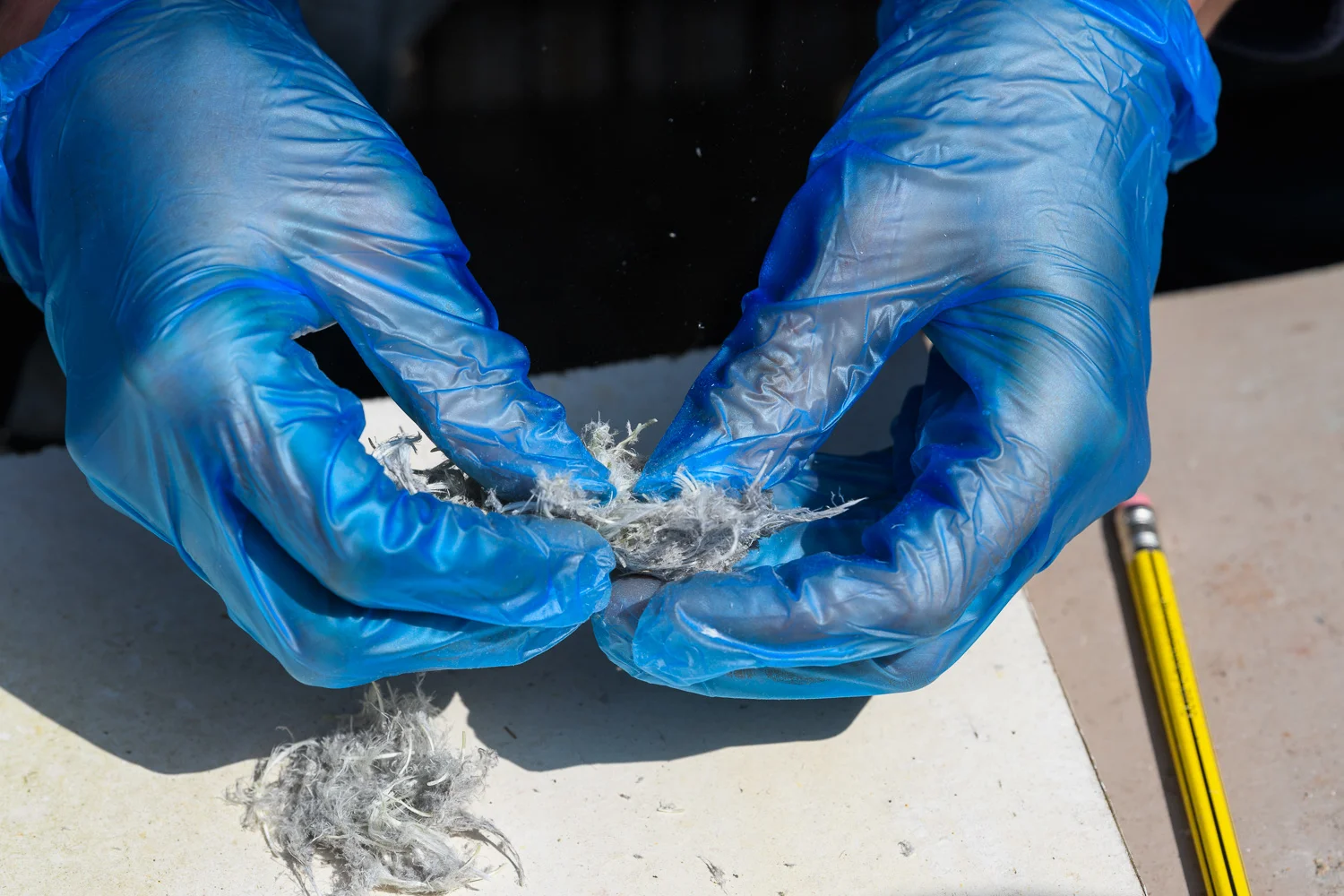 Dissecting Gull Pellets