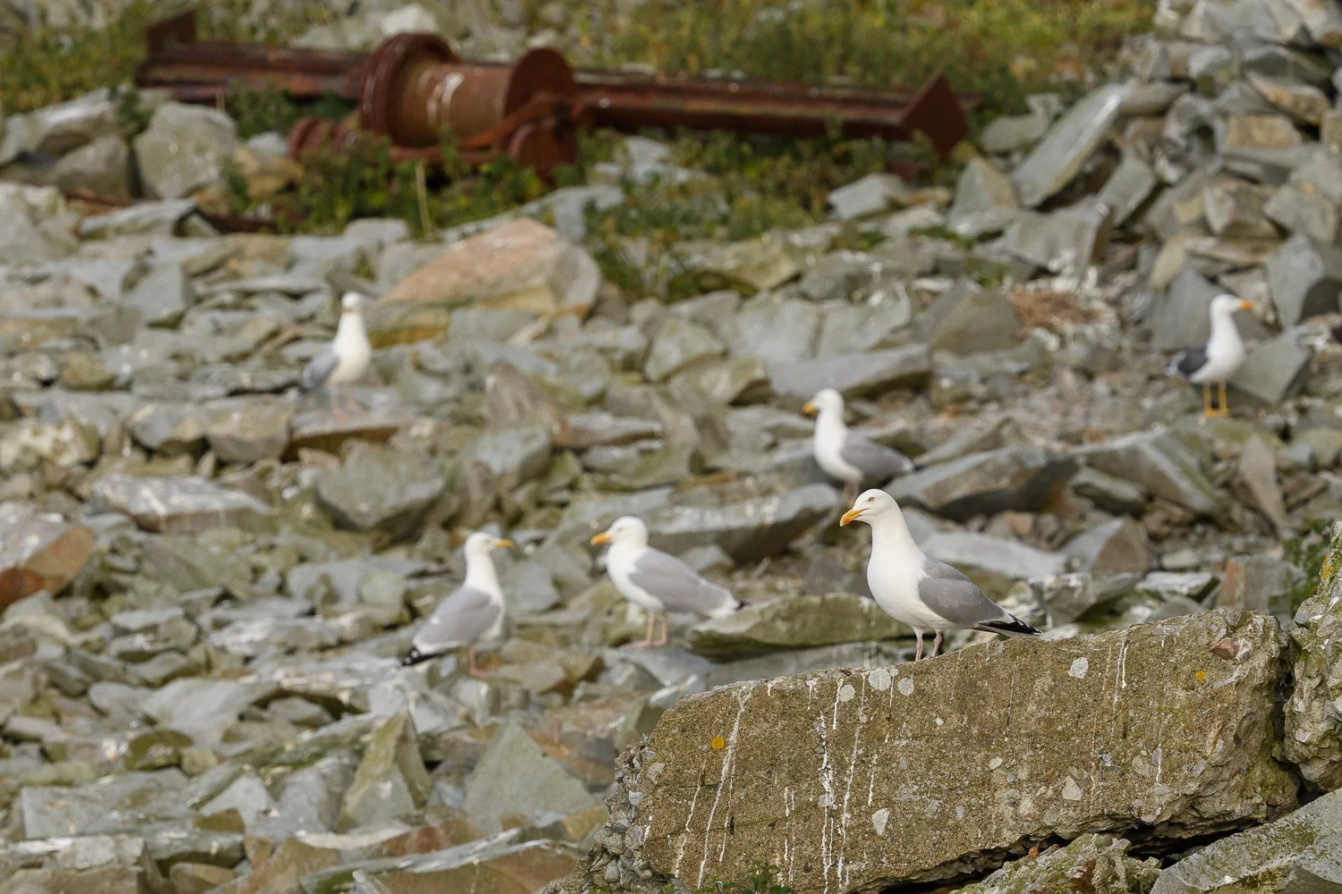Gull Colony
