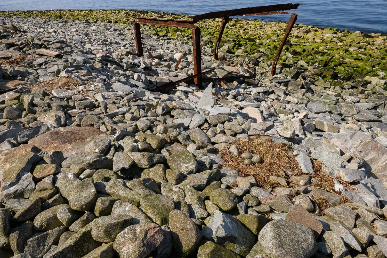 Gull Nest