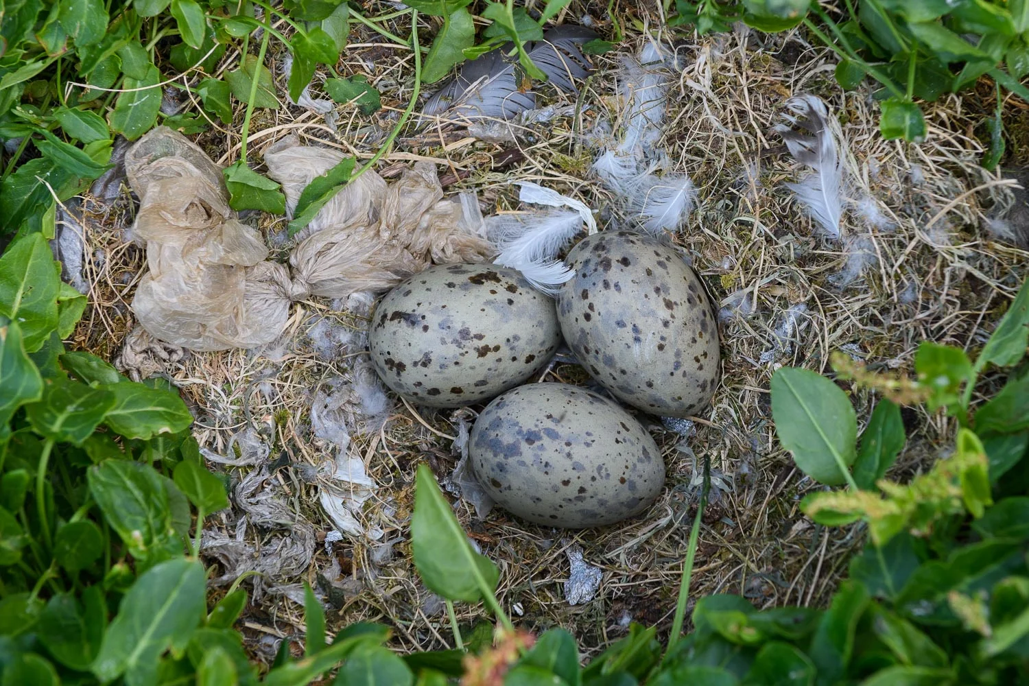 Gull Nest