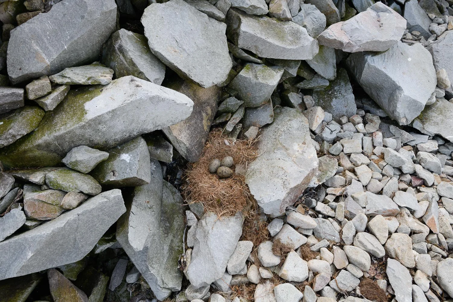 Gull Nest