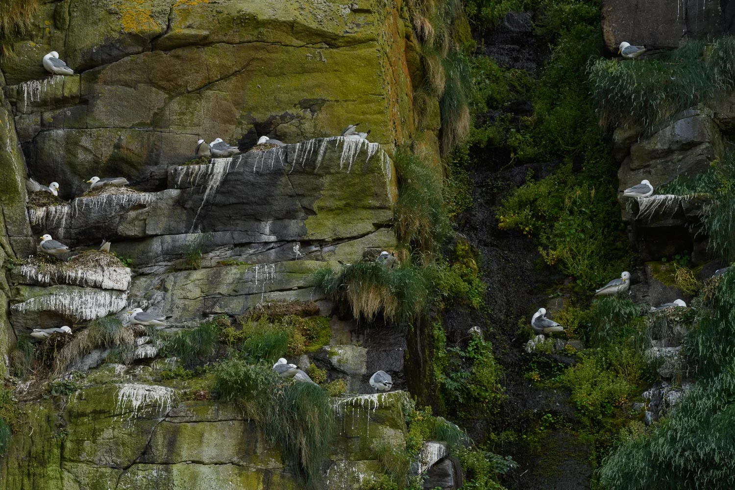 Kittiwakes Colony