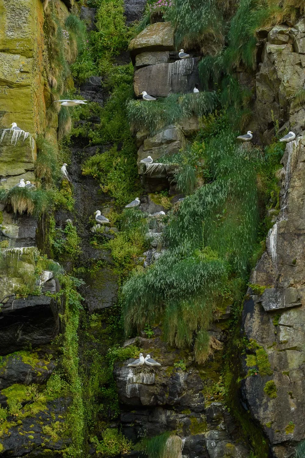 Kittiwake Colony On Cliff