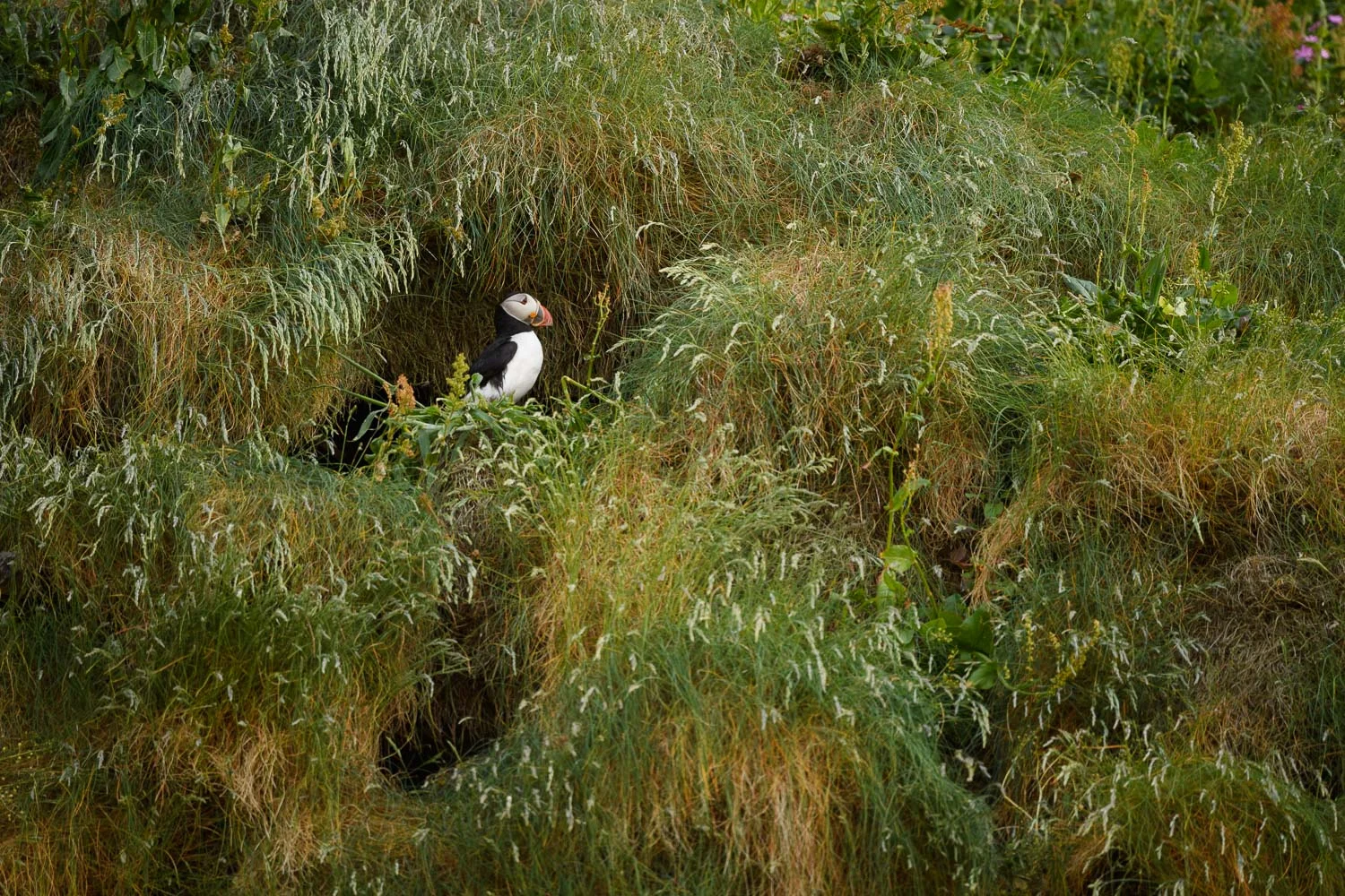 Puffin