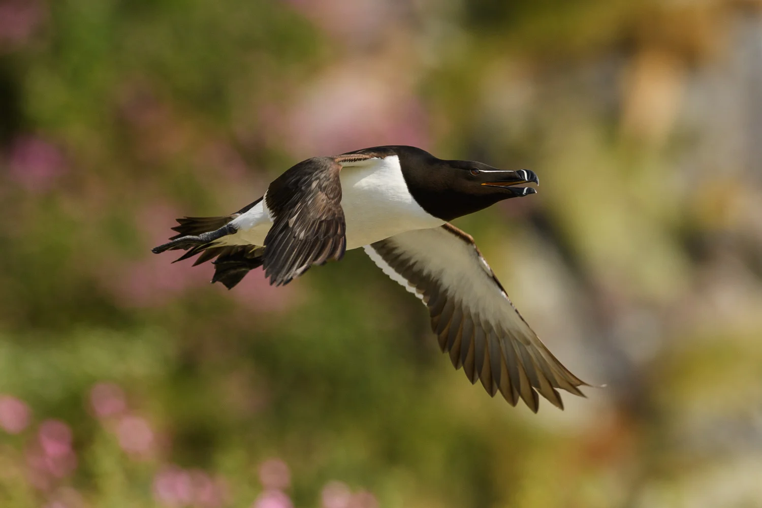 Razorbill In Flight