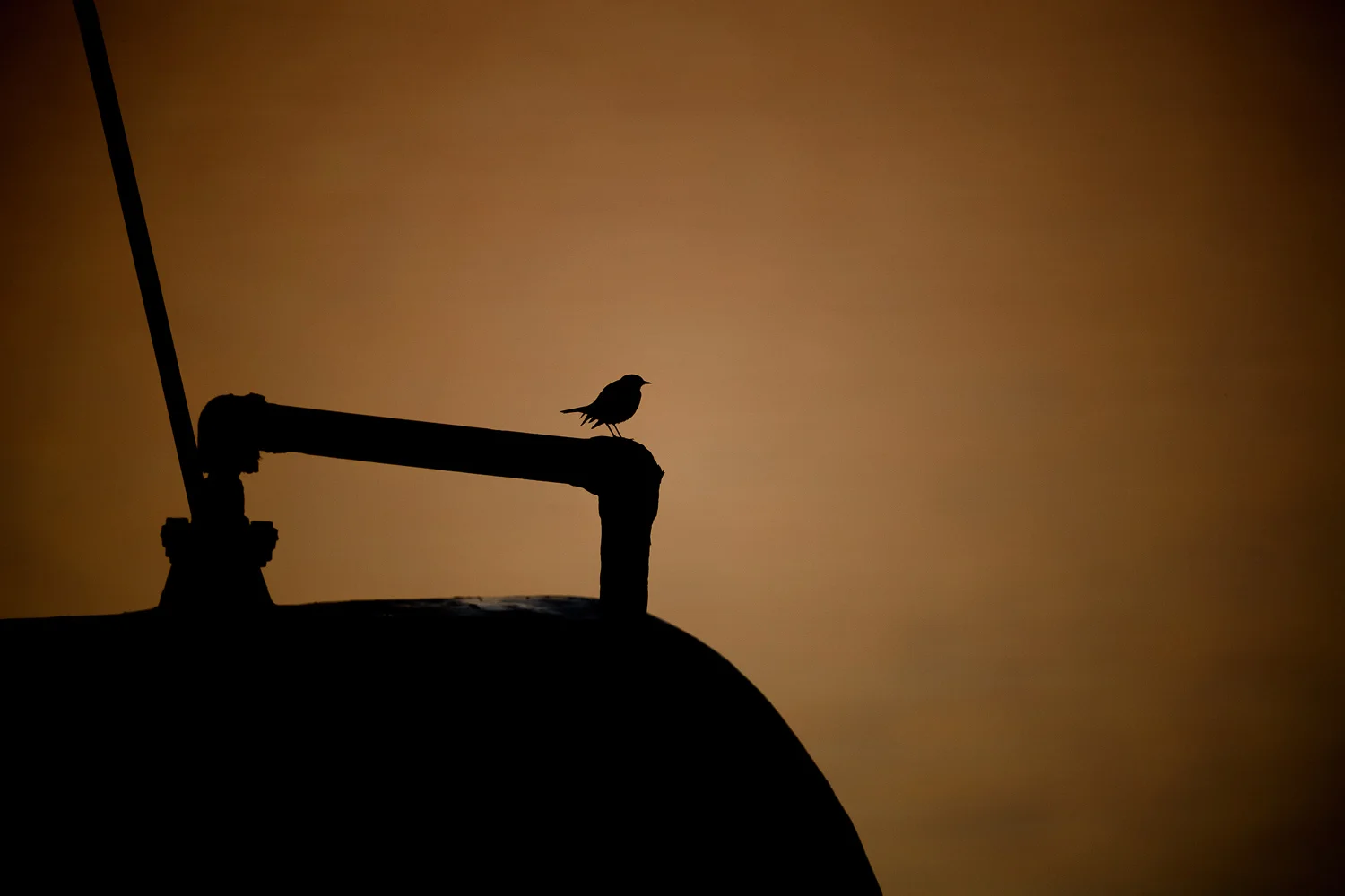 Wheatear