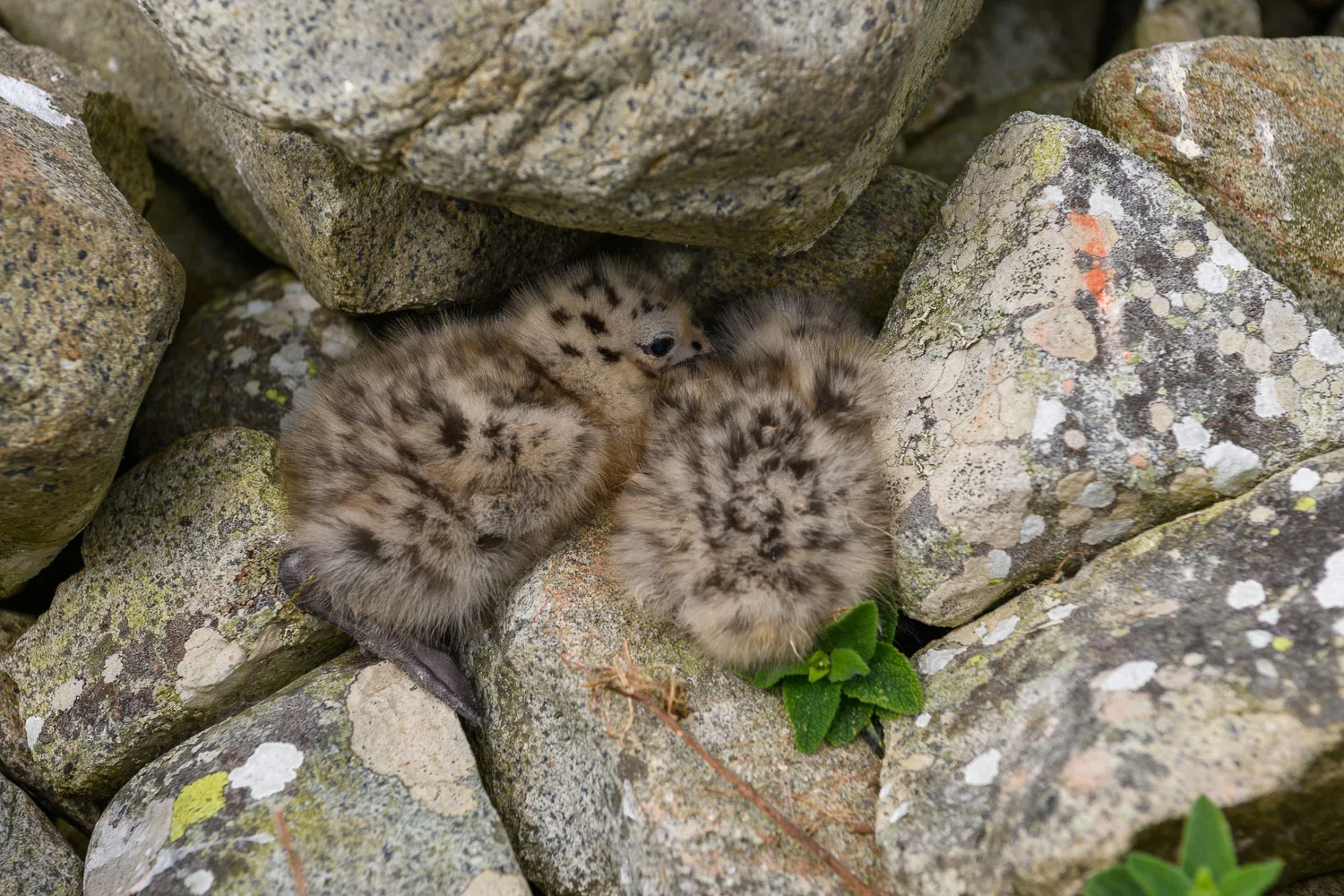 Gull chicks in rocks, Ailsa Craig, Firth of Clyde, Scotland, Jun
