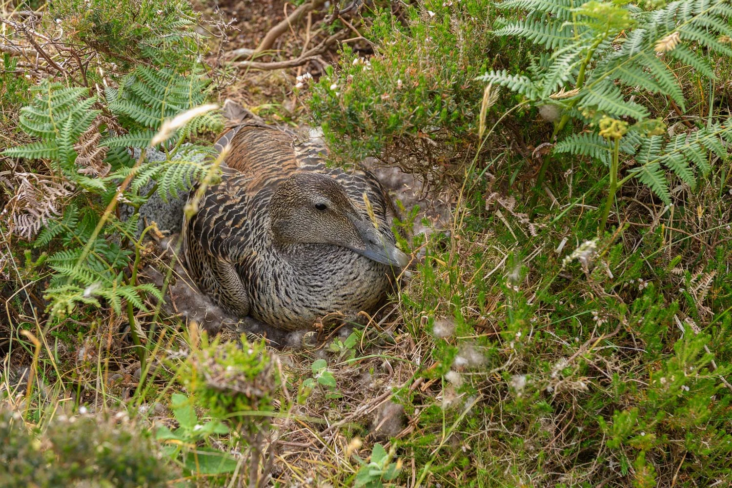 Female Eider