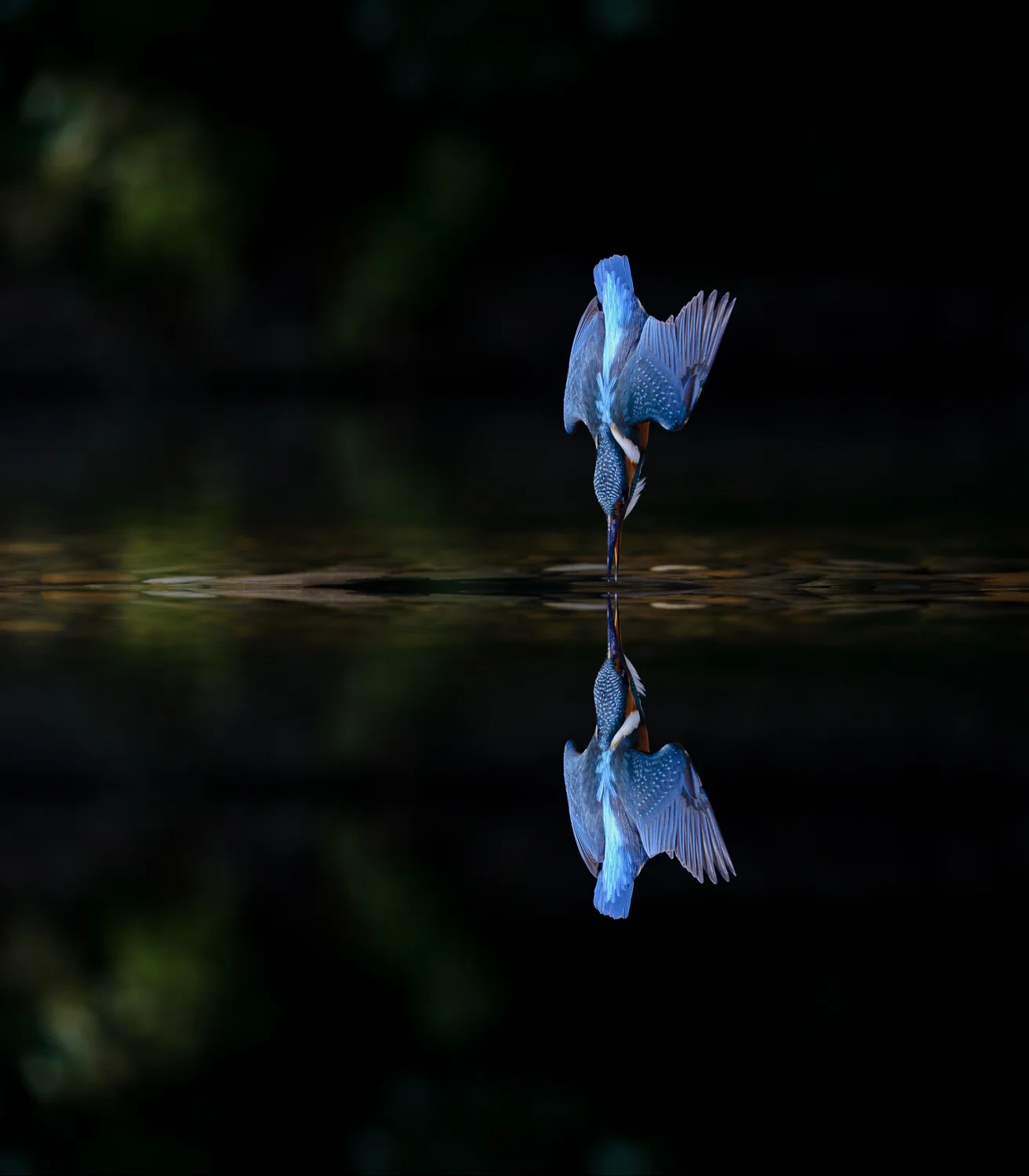 Kingfisher_Reflection_Final.jpg