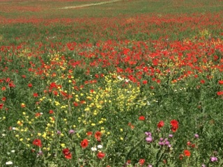 poppies in spain (1).jpeg