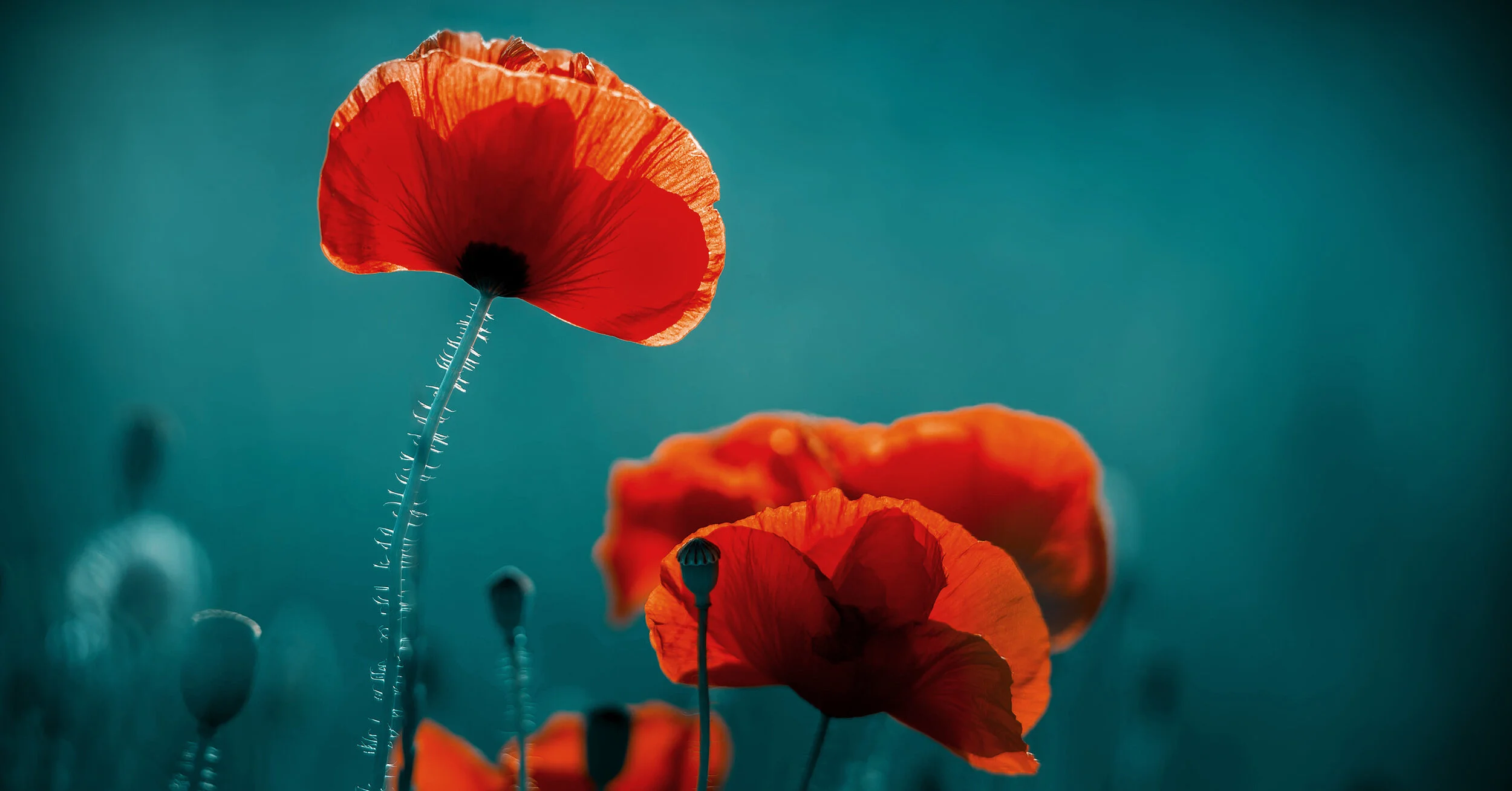      

 
   We Will Remember -  Nathan Jeffers     The bells tolled in the distance - breaking the quietness of the cold crisp November morning. I pause from my work, my hands poised above my keyboard. I knew what time it was without even looking at 