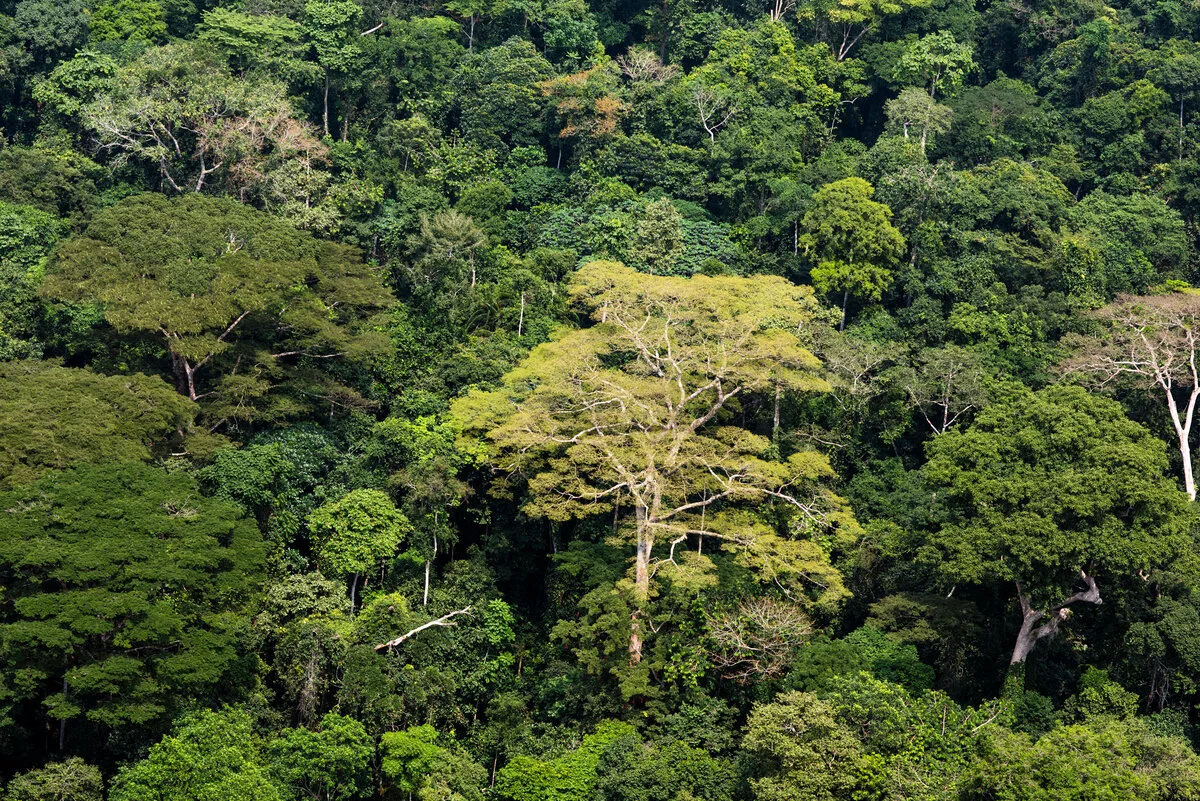 Les forêts du bassin du Congo, de gigantesques puits de Carbonne à protéger inéluctablement