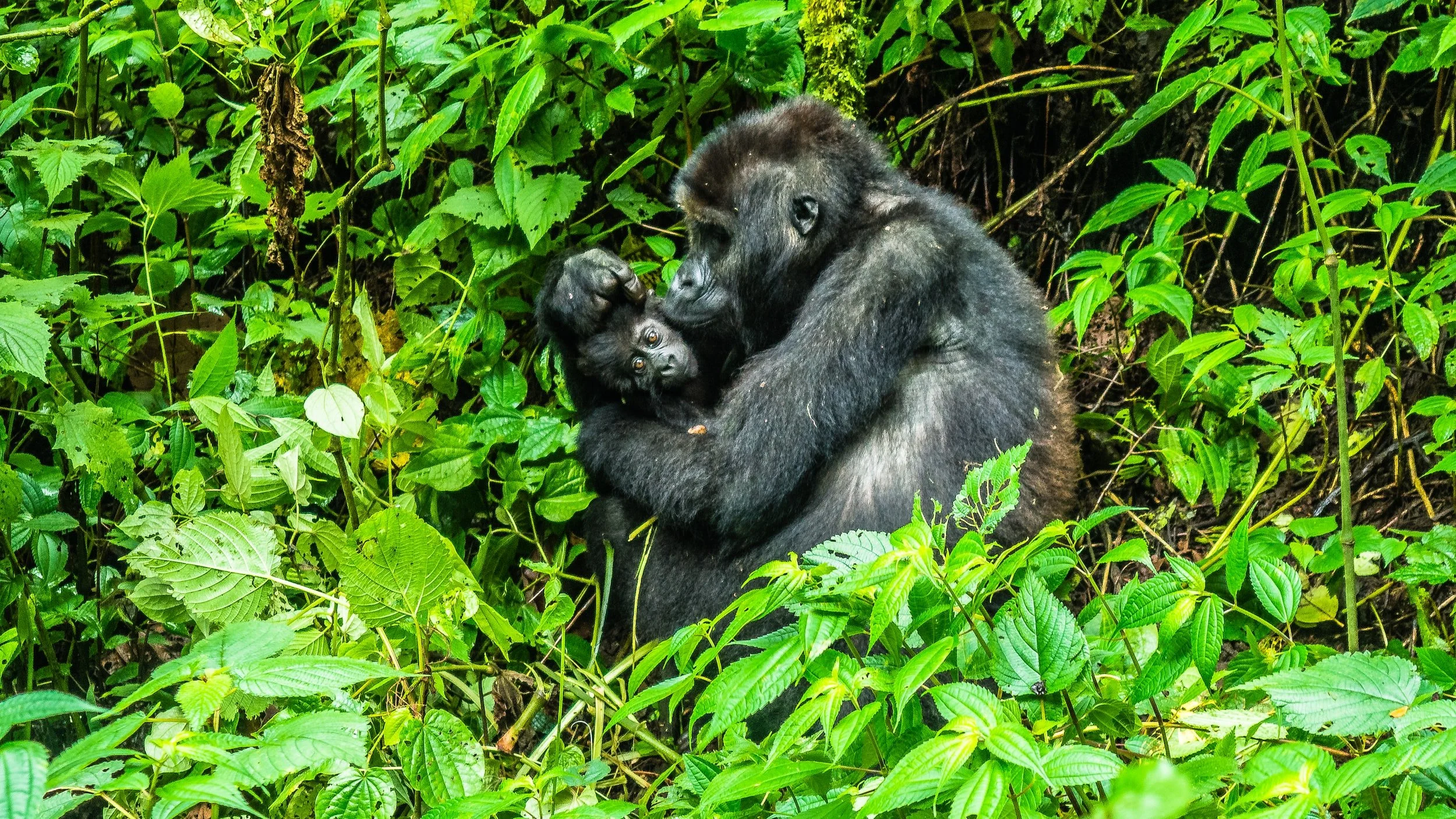 Nous n’avons que la République Démocratique du Congo !
