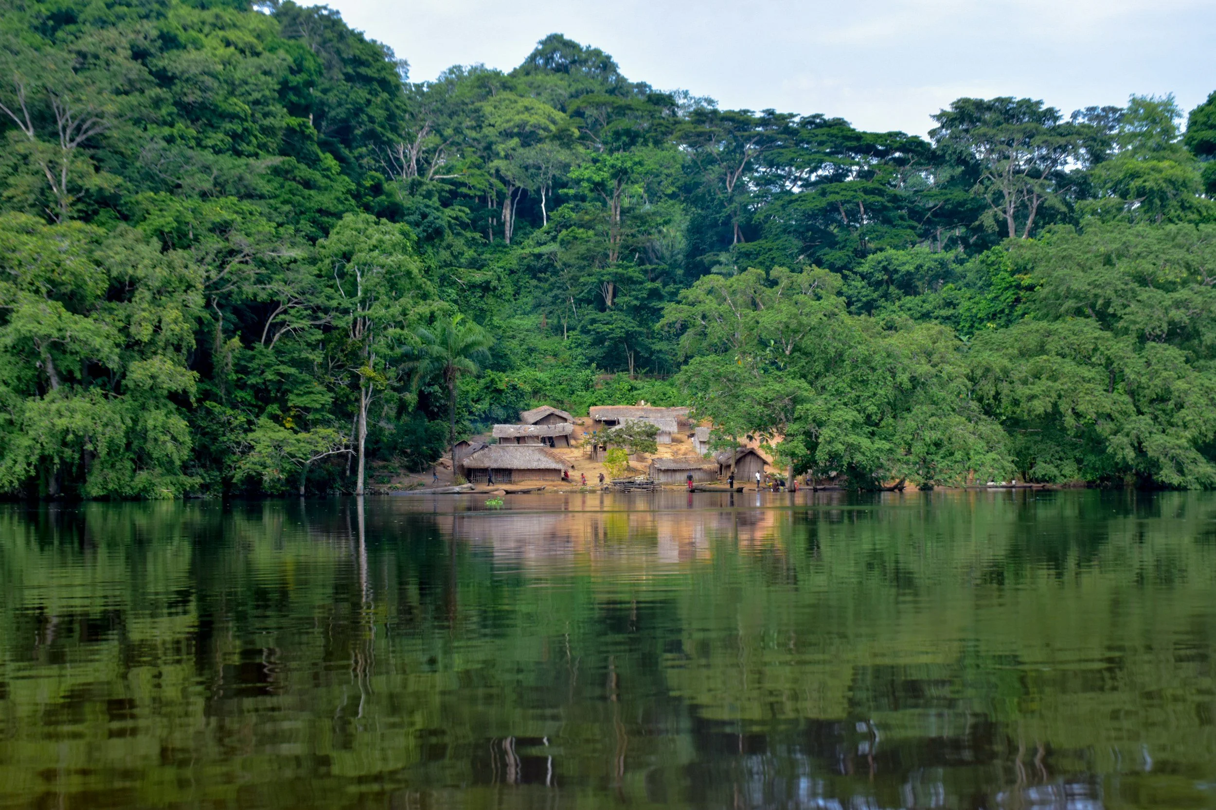 Forêt du bassin du Congo : les promesses des COP se heurtent à la réalité des financements