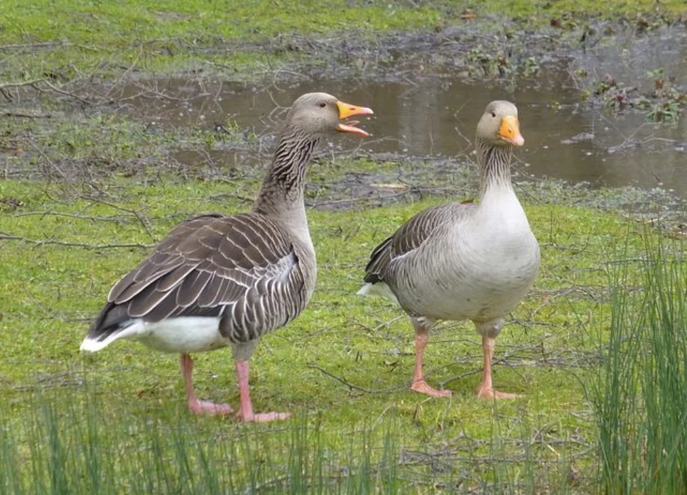 Telling Your Truth: The Art of Assertive Communication