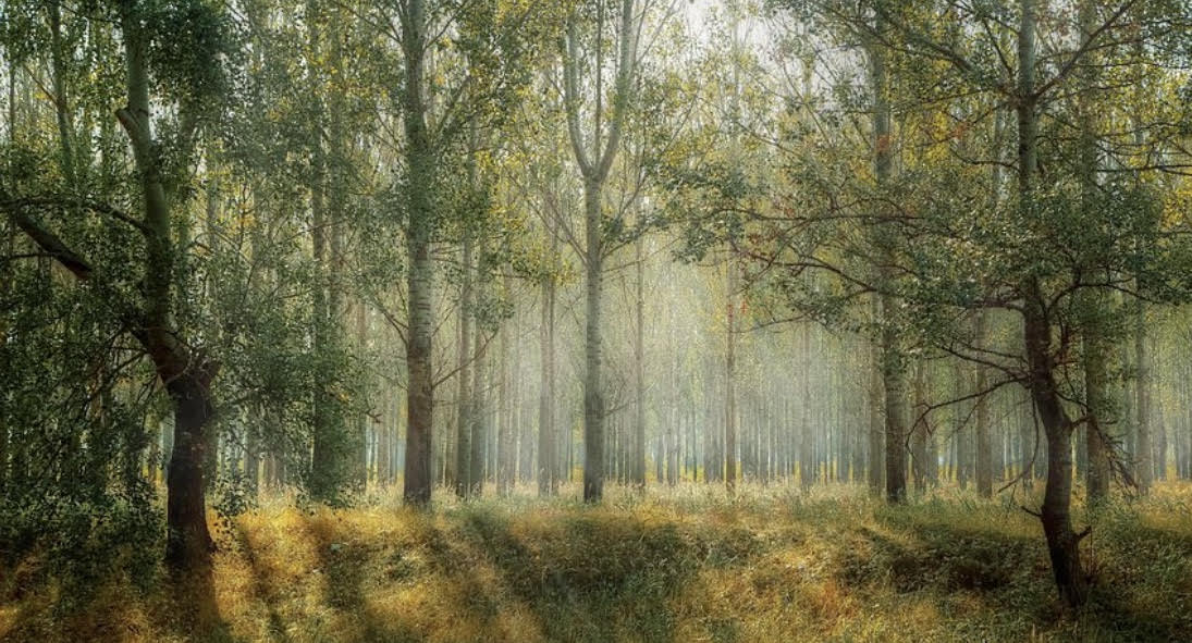 write your light workshop for pen and portal through the forest.jpg