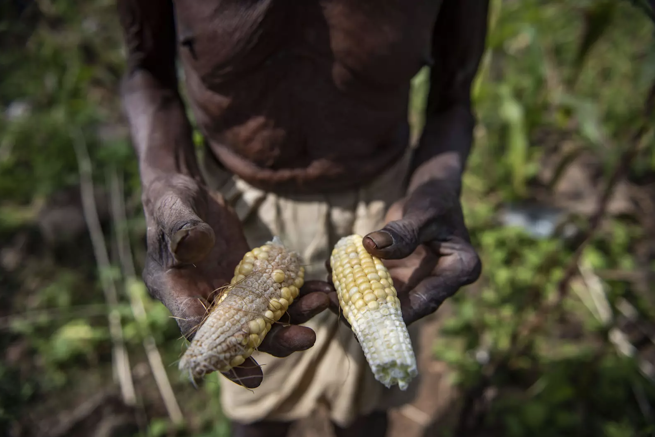 How to mitigate the effects of climate change on global food security
