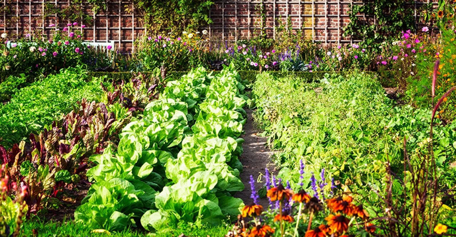 5 things: Hospital’s garden helps to reduce staff food insecurity