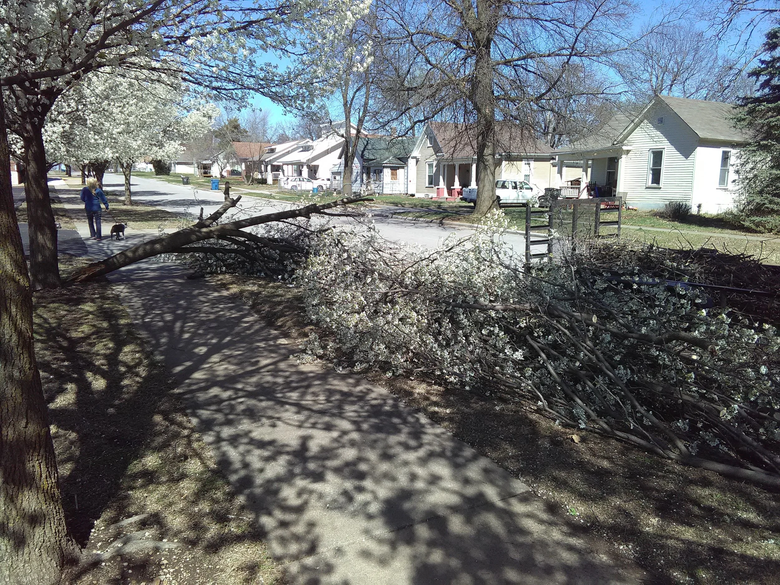 Major split off of a bradford pear tree during the spring at high flowering time. 
